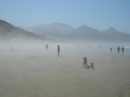 Vacations for Dogs