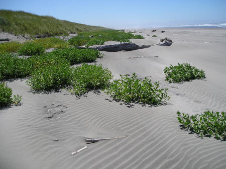 Beaches in Oregon