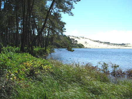 Oregon Sand Dunes - Honeyman State Park